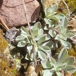 Antennaria parvifolia Φύλλο