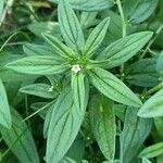 Lithospermum officinale 花