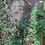 Polygonum arenastrum Leaf