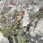 Verbascum undulatum Leaf