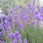 Lavandula angustifoliaЦвят