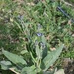 Cynoglossum creticum Blad