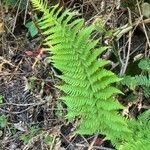 Dryopteris arguta Leaf