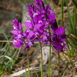 Polygala nicaeensis Цветок