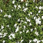 Vinca difformis Hábito