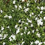 Vinca difformis Natur