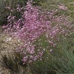 Limonium insigne Habit