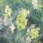 Astragalus alopecuroides Blüte