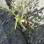 Epilobium ciliatum Alkat (teljes növény)