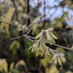 Chimonanthus praecox Цветок