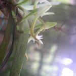 Cyrtorchis aschersonii Květ