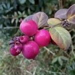 Symphoricarpos orbiculatus Fruto