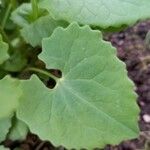 Doronicum columnae Hoja