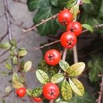 Cotoneaster dammeri Fruto