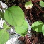 Lysimachia japonica Leaf