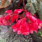 Begonia coccinea Fleur