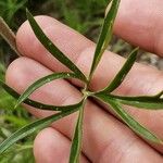 Delphinium carolinianum Leaf