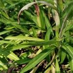 Stokesia laevis Leaf