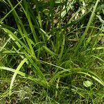 Carex leptopoda Hàbitat