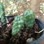 Opuntia fragilis Leaf