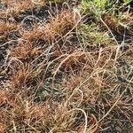 Microchloa kunthii Blüte