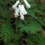 Dicentra canadensis Blomst