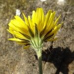 Crepis sancta Kwiat