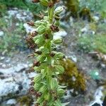 Epipactis helleborine ফল