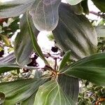 Cinnamomum kotoense Hoja