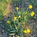 Narcissus pseudonarcissus Habitat