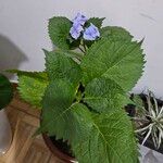 Hydrangea macrophyllaFlower