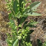 Boscia mossambicensis Otro