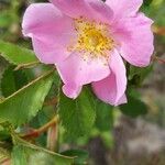 Rosa virginiana Цветок