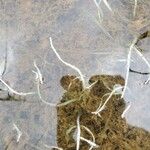 Vallisneria spiralis Fula
