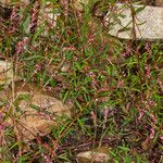 Persicaria minor Yaprak