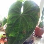 Anthurium crystallinumList