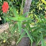 Aloe ciliaris Folha