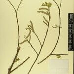 Salix obscura その他の提案