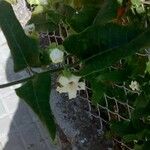 Araujia sericifera Blomst