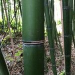 Phyllostachys reticulata Casca