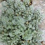 Alyssum cuneifolium Feuille