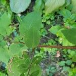 Symphyotrichum cordifolium Листок