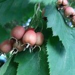 Crataegus coccinea ফল