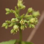 Strychnos spinosa Blüte