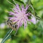 Notobasis syriaca 花