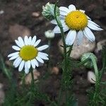 Chamaemelum nobile Flower