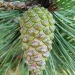 Pinus nigra Fruto