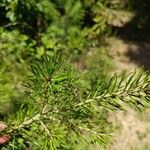 Pinus virginiana Leaf