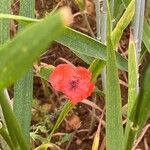 Papaver rhoeas Habit