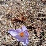 Crocus autumnalis Кветка